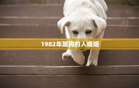 1982年属狗人的婚姻|82年属狗一生婚姻感情如何 82年属狗人注定的婚姻